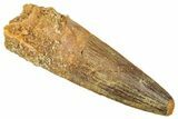 Fossil Spinosaurus Tooth - Feeding Worn Tooth #372918-1